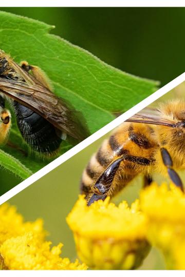 Bienen Vergleich
