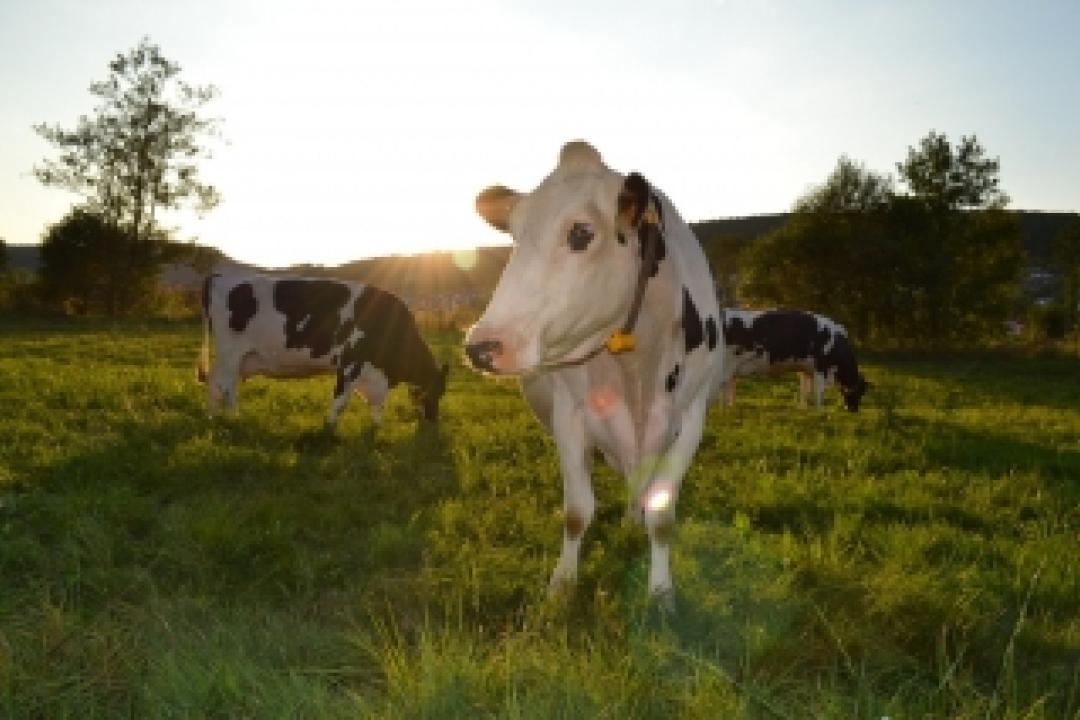 Milchkühe auf dem Weidenhof