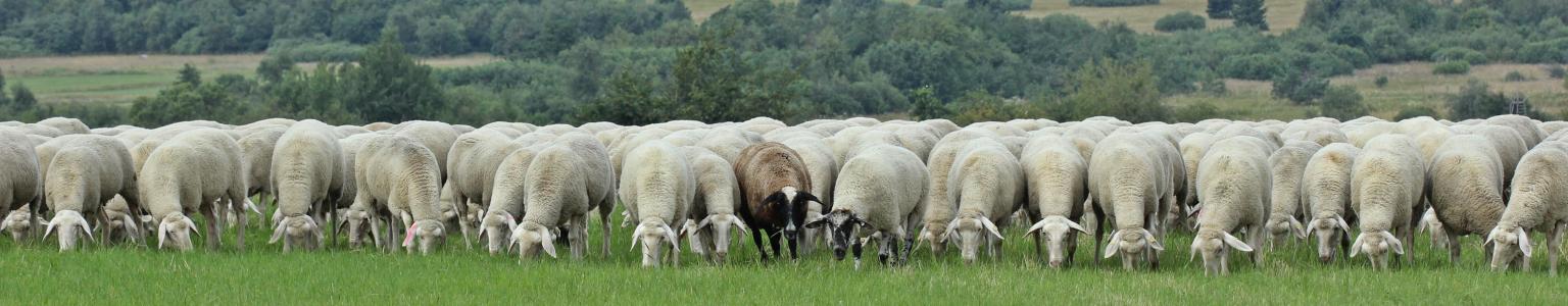 Schafe in der Rhön Crop