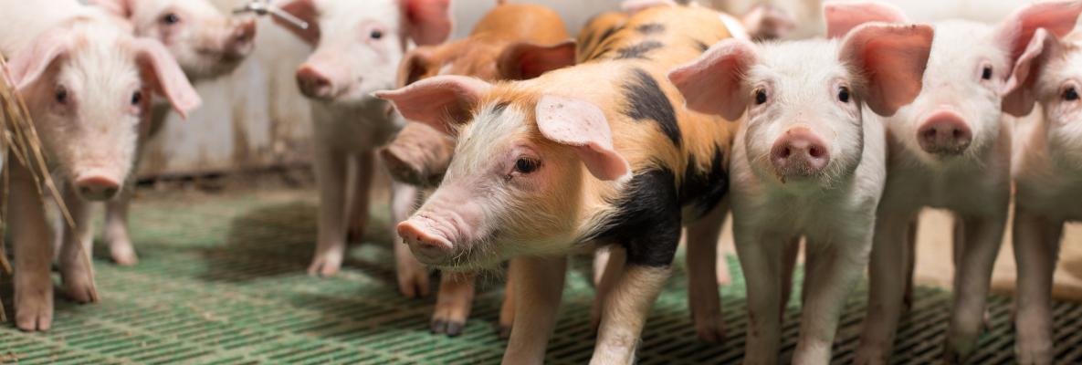 Unsere Tiere