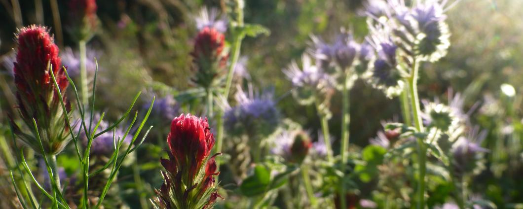 Nahrung für Bienen und andere Insekten
