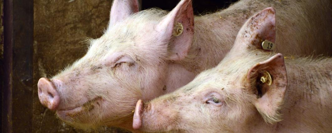 Schweine