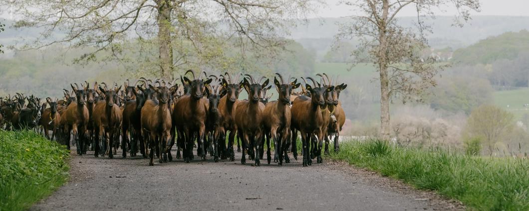 Haas Ziegen Weg 