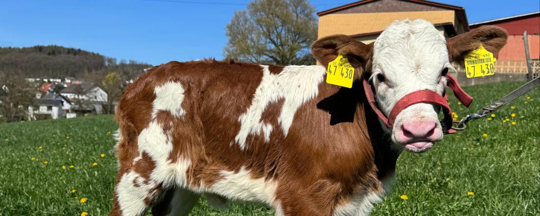 Kalb Siegener