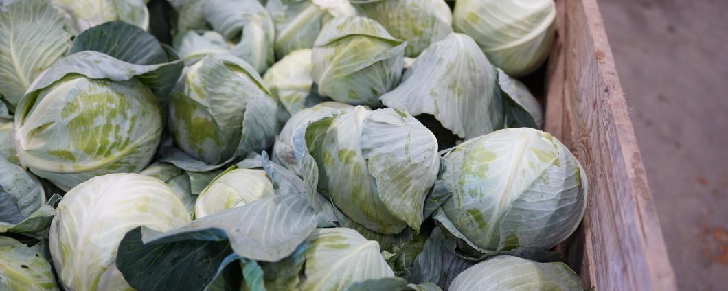 Kohlernte Sonderkulturen Gemüse Kohl 