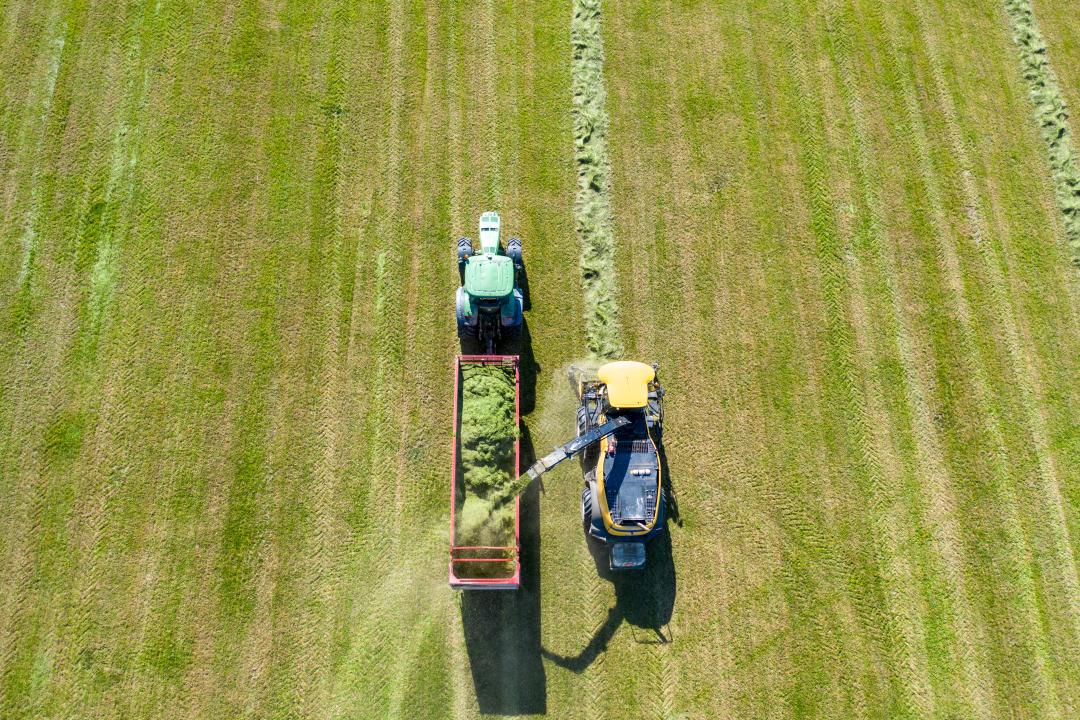 Grassilge Drohnenaufnahme