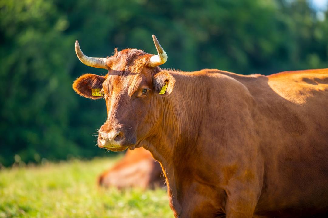 Rotes Höhenvieh auf grüner Wiese