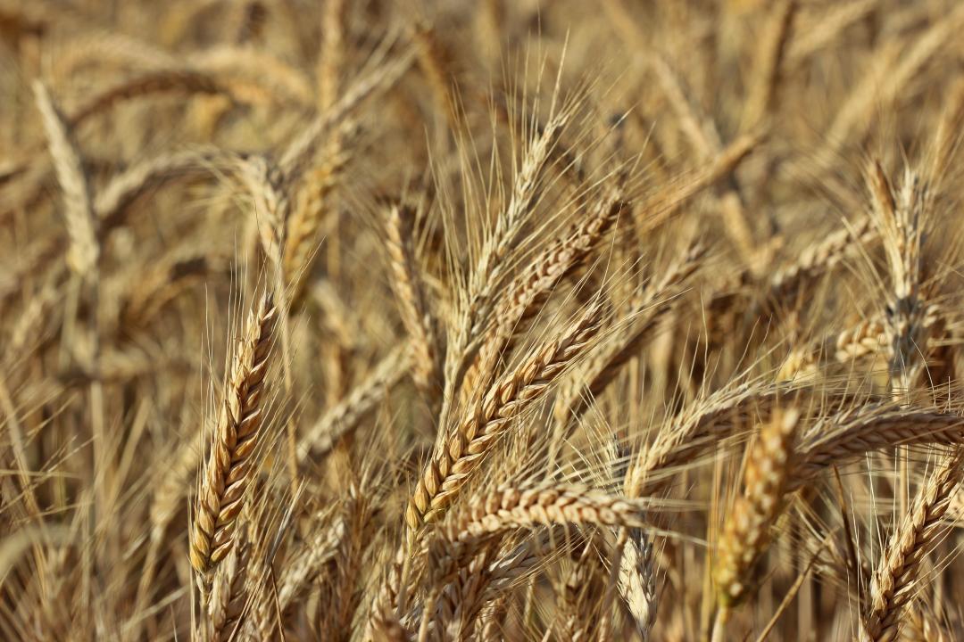Triticale
