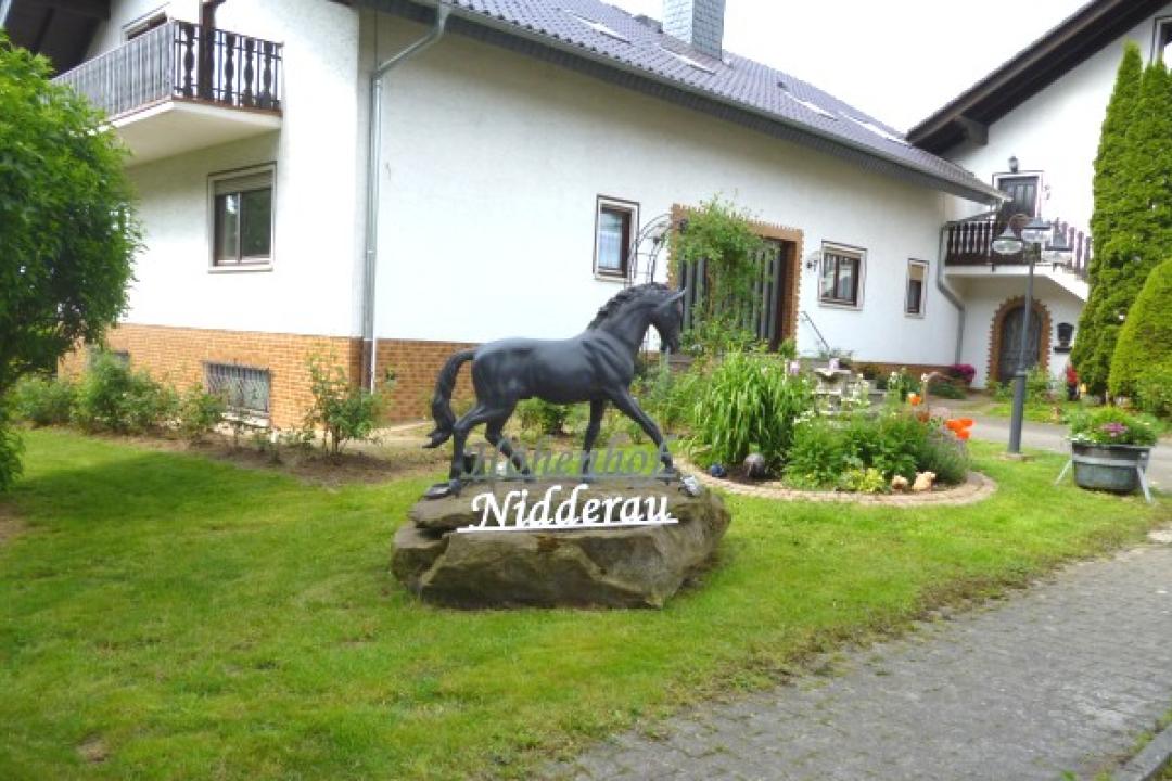 Statur Pferd Höhenhof Reul 