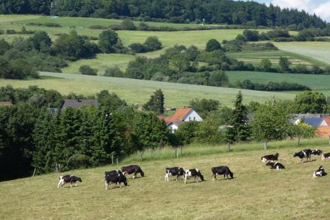 Milchvieh auf Weide