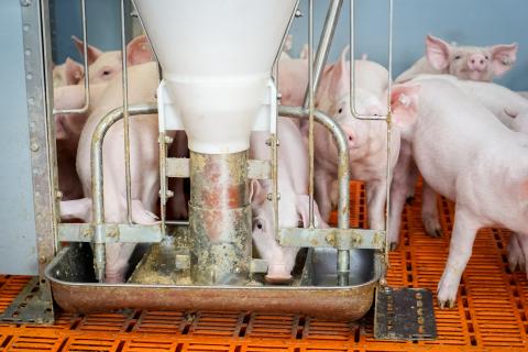 Ferkel an Futterautomaten