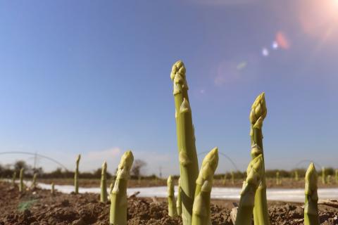 Grüner Spargel