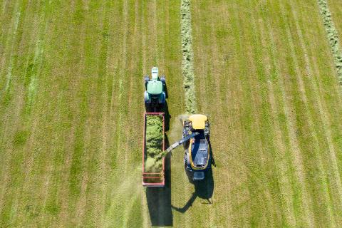 Grassilge Drohnenaufnahme