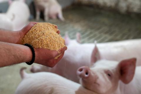 Fütterung Schweine
