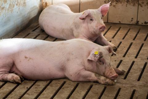 Mastschweine liegend in Bucht