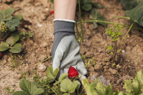 Erdbeeren pflücken