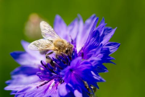 Biene auf Kornblume