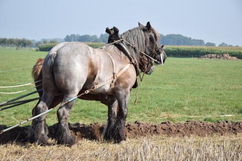Zugpferd Ackerarbeit