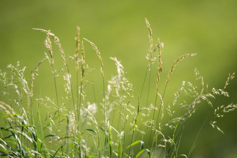 Grünland Graspflanzen