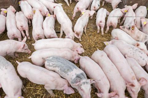 Ferkel auf Stroh