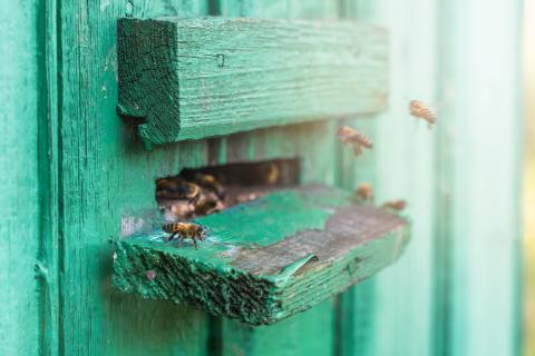 Bienenstock