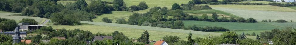 Milchvieh auf Weide