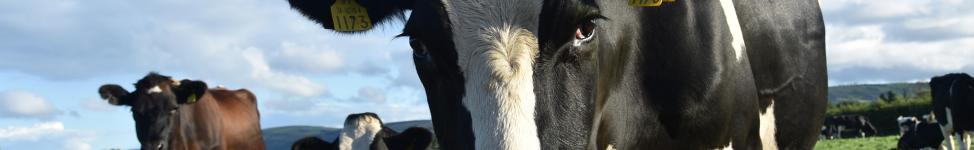 Milchkuh auf Weide