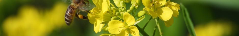 Biene an Rapsblüte