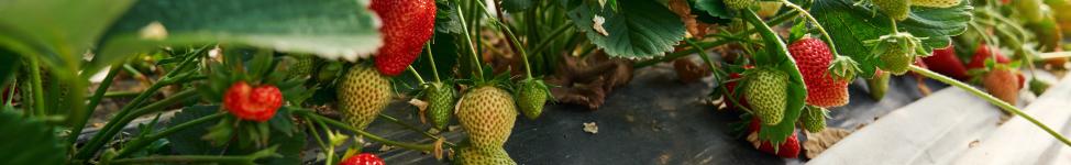 Erdbeeren