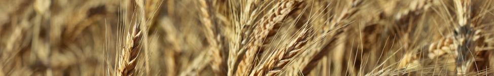 Triticale