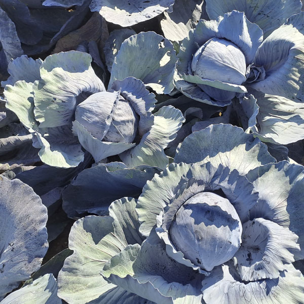 Kohl