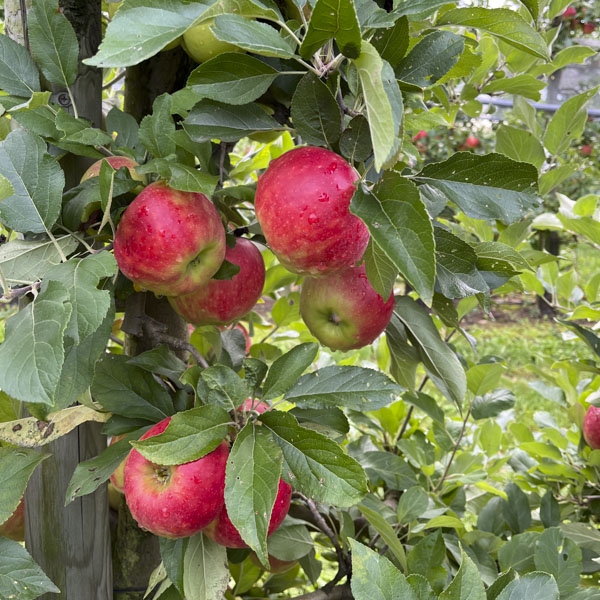 Äpfel