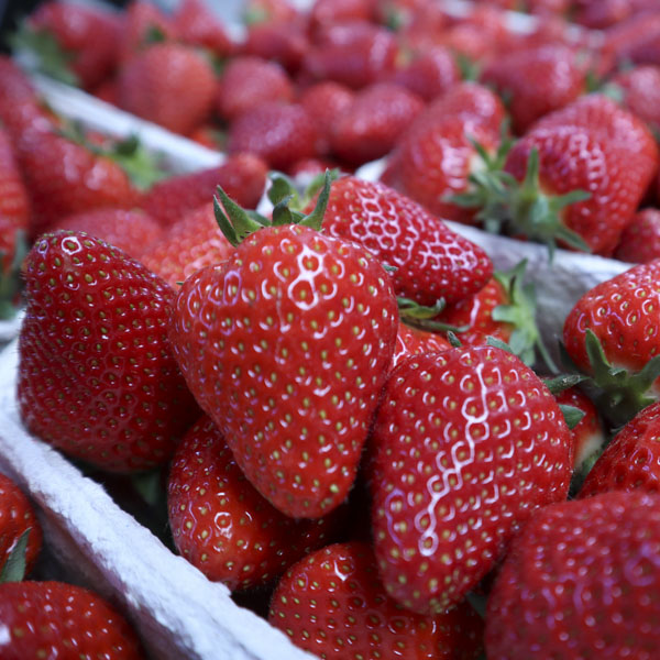 Erdbeeren