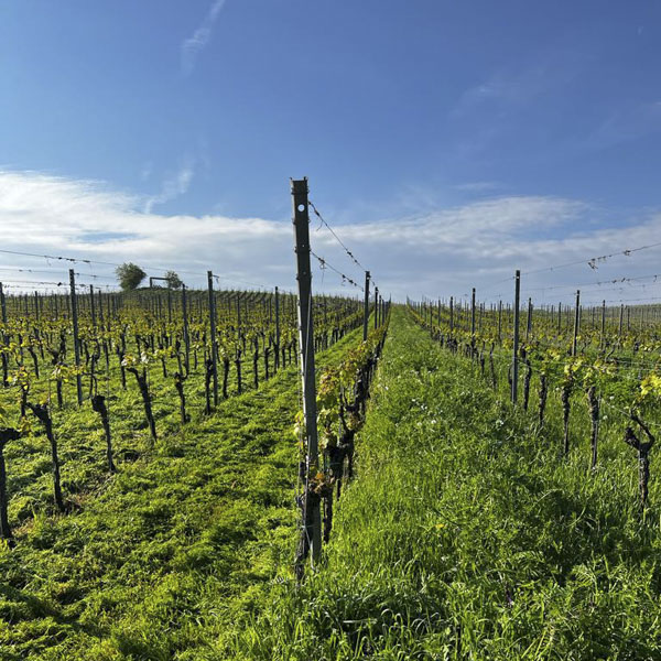 Weinanbau