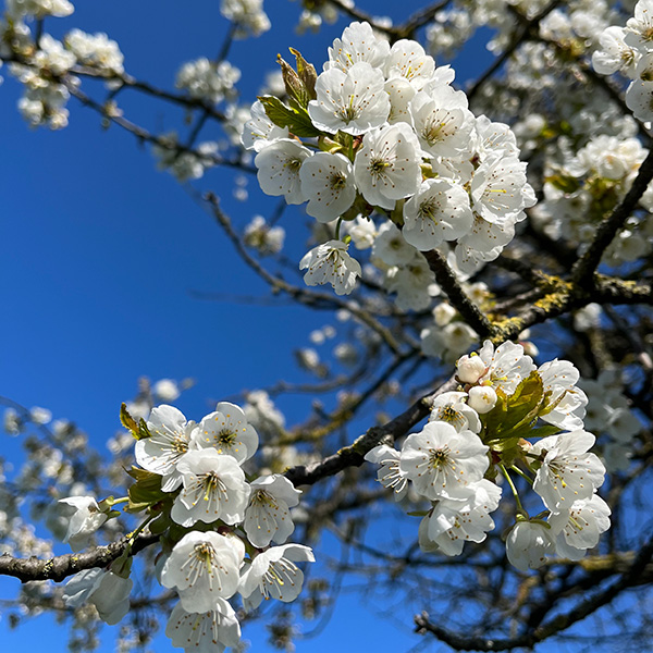 Blüten